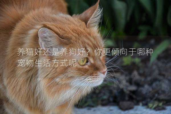 養貓好還是養狗好？你更傾向于哪種寵物生活方式呢