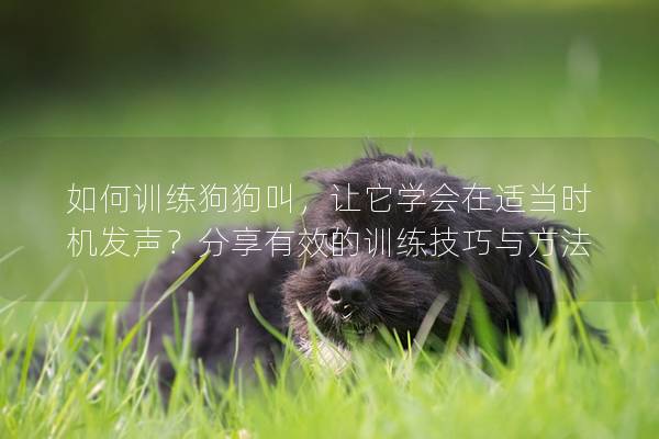 如何訓練狗狗叫,讓它學會在適當時機發聲?分享有效的訓練技巧與方法 如何訓練狗狗叫,讓它學會在適當時機發聲?分享有效的訓練技巧與方法
