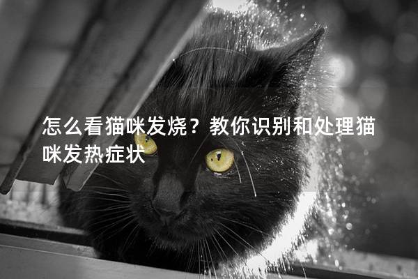 怎么看貓咪發燒？教你識別和處理貓咪發熱癥狀