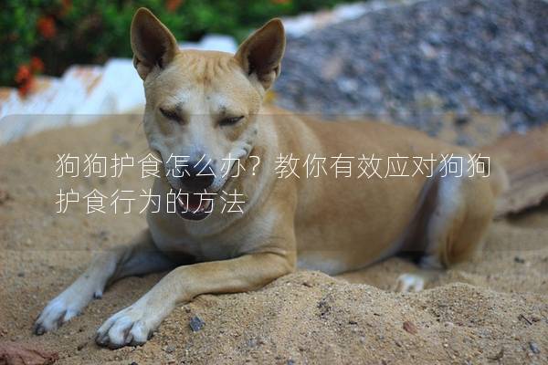 狗狗護(hù)食怎么辦？教你有效應(yīng)對狗狗護(hù)食行為的方法