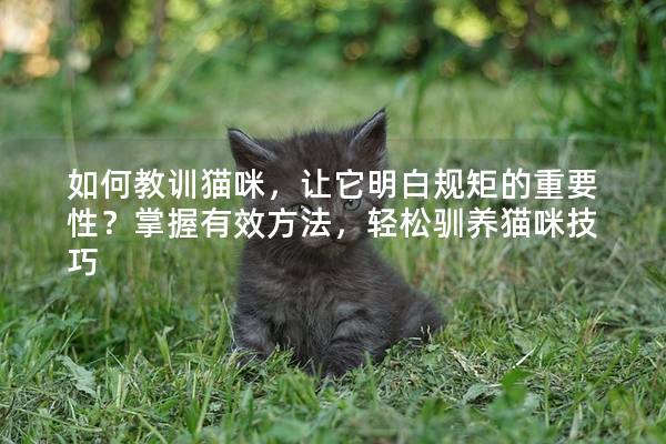 如何教訓貓咪，讓它明白規矩的重要性？掌握有效方法，輕松馴養貓咪技巧