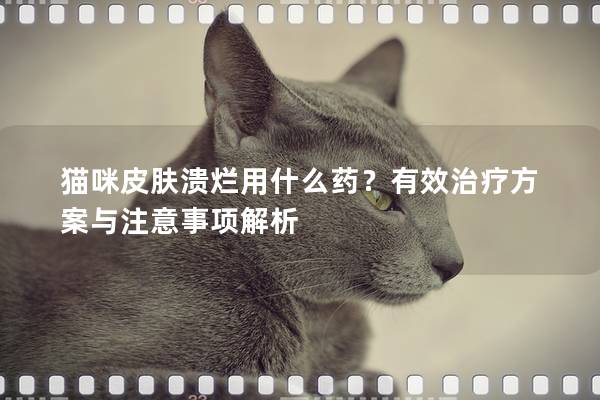 貓咪皮膚潰爛用什么藥？有效治療方案與注意事項解析