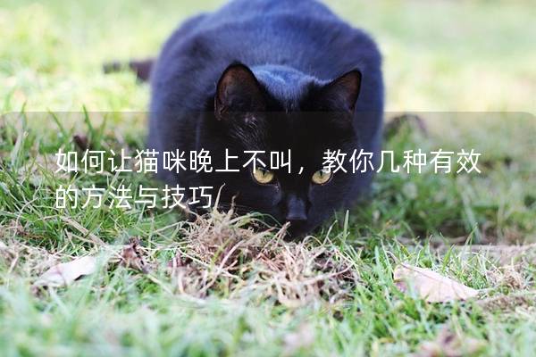 如何讓貓咪晚上不叫，教你幾種有效的方法與技巧