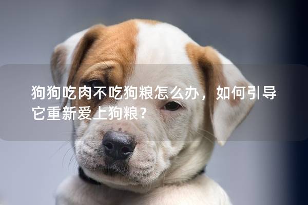狗狗吃肉不吃狗糧怎么辦，如何引導它重新愛上狗糧？