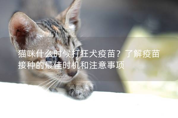 貓咪什么時候打狂犬疫苗？了解疫苗接種的最佳時機和注意事項