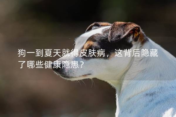 狗一到夏天就得皮膚病，這背后隱藏了哪些健康隱患？