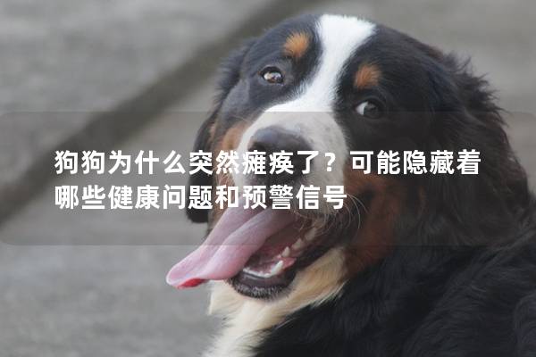 狗狗為什么突然癱瘓了？可能隱藏著哪些健康問題和預警信號