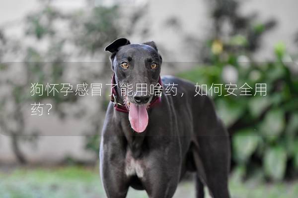 狗懷孕感冒了能用啥藥,如何安全用藥? 狗懷孕感冒了能用啥藥,如何安全用藥?