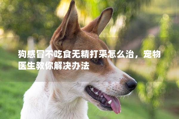 狗感冒不吃食無精打采怎么治,寵物醫生教你解決辦法 狗感冒不吃食無精打采怎么治,寵物醫生教你解決辦法