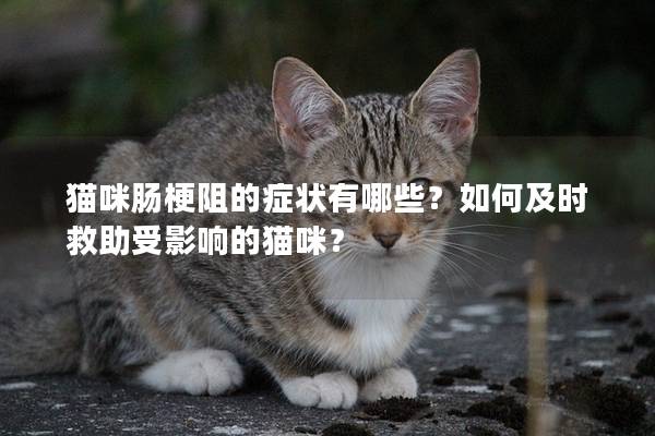 貓咪腸梗阻的癥狀有哪些？如何及時救助受影響的貓咪？
