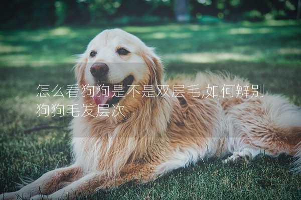 怎么看狗狗是不是雙層毛,如何辨別狗狗毛發層次