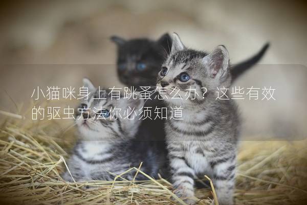 小貓咪身上有跳蚤怎么辦？這些有效的驅蟲方法你必須知道