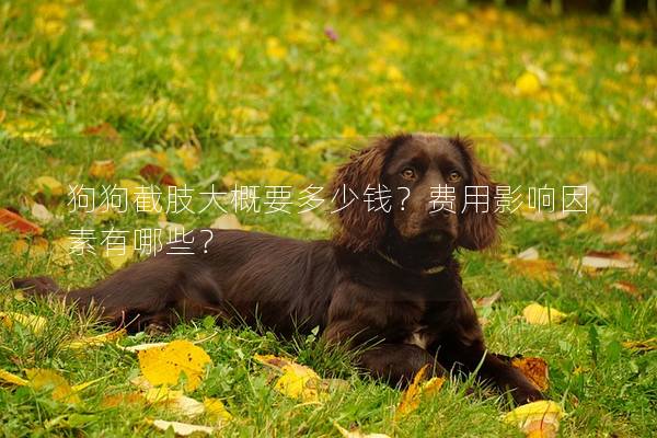 狗狗截肢大概要多少錢？費用影響因素有哪些？