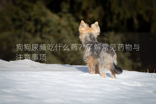 狗狗尿頻吃什么藥？了解常見藥物與注意事項