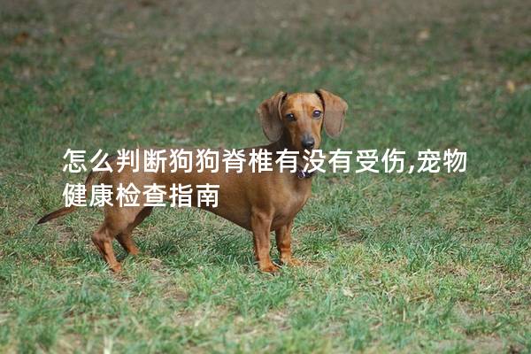 怎么判斷狗狗脊椎有沒有受傷,寵物健康檢查指南