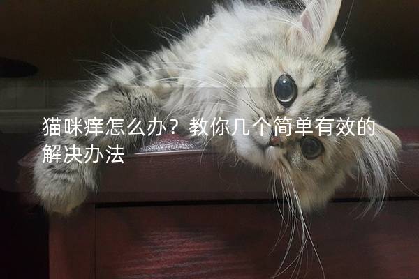 貓咪癢怎么辦？教你幾個(gè)簡(jiǎn)單有效的解決辦法