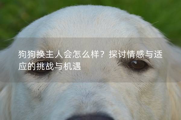 狗狗換主人會怎么樣？探討情感與適應的挑戰與機遇