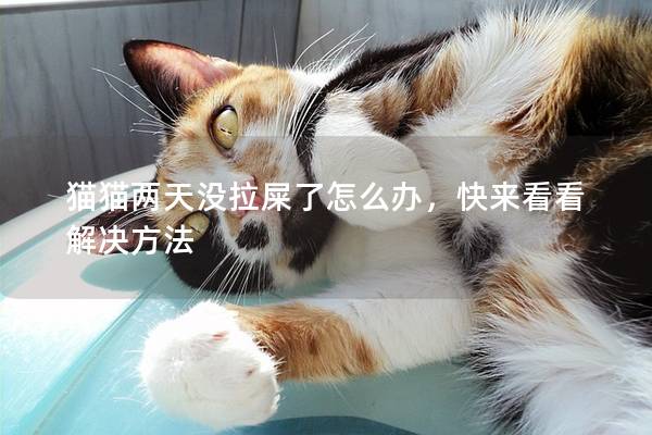 貓貓兩天沒拉屎了怎么辦，快來看看解決方法