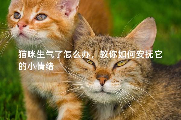 貓咪生氣了怎么辦，教你如何安撫它的小情緒