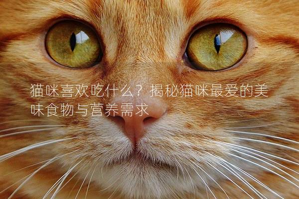 貓咪喜歡吃什么？揭秘貓咪最愛的美味食物與營養需求