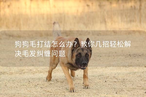 狗狗毛打結(jié)怎么辦？教你幾招輕松解決毛發(fā)糾纏問(wèn)題