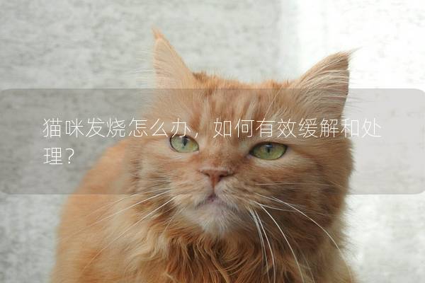 貓咪發燒怎么辦，如何有效緩解和處理？