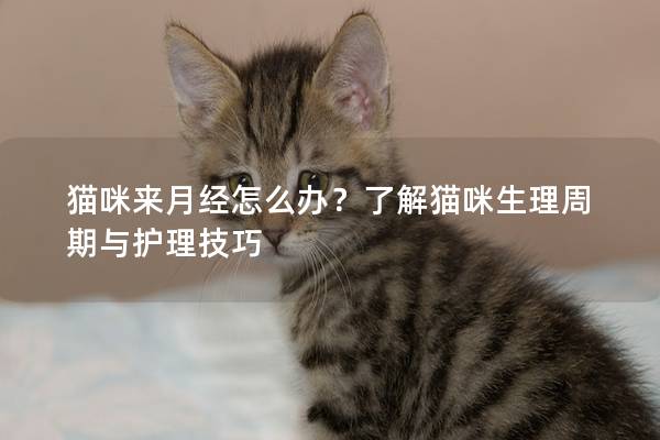 貓咪來月經怎么辦？了解貓咪生理周期與護理技巧