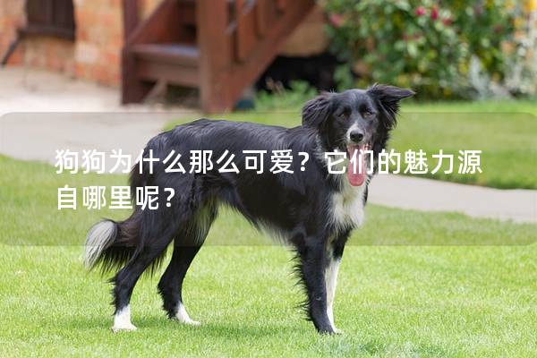 狗狗為什么那么可愛？它們的魅力源自哪里呢？