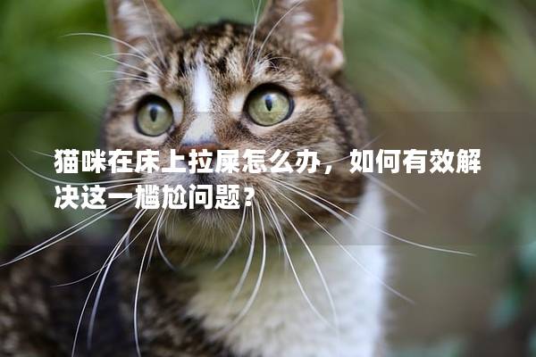 貓咪在床上拉屎怎么辦，如何有效解決這一尷尬問題？
