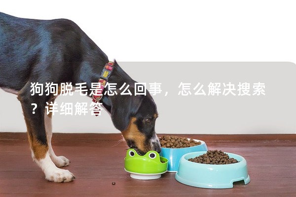 狗狗脫毛是怎么回事,怎么解決搜索?詳細解答 狗狗脫毛是怎么回事,怎么解決搜索?詳細解答