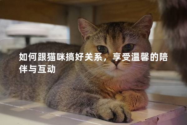 如何跟貓咪搞好關系，享受溫馨的陪伴與互動