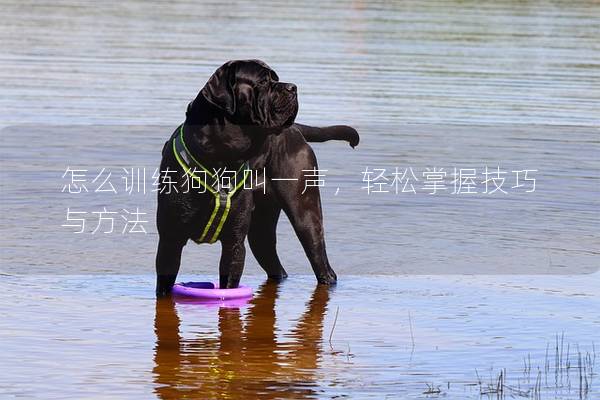 怎么訓(xùn)練狗狗叫一聲，輕松掌握技巧與方法