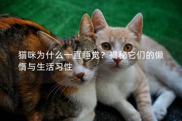 貓咪為什么一直睡覺？揭秘它們的懶惰與生活習性