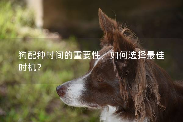 狗配種時間的重要性,如何選擇最佳時機? 狗配種時間的重要性,如何選擇最佳時機?