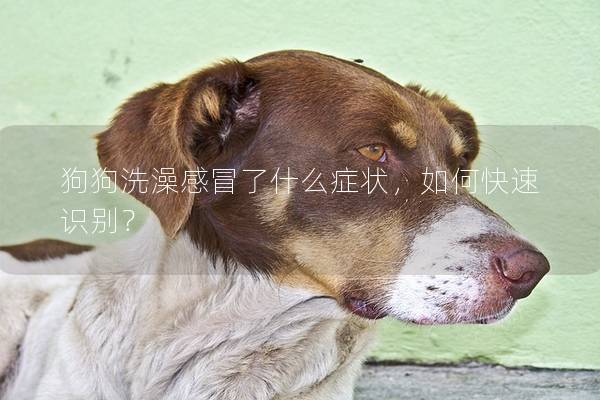 狗狗洗澡感冒了什么癥狀，如何快速識別？