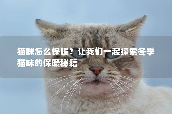 貓咪怎么保暖？讓我們一起探索冬季貓咪的保暖秘籍
