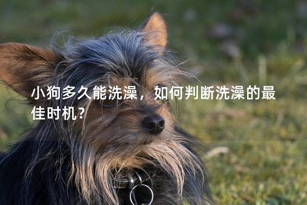 小狗多久能洗澡，如何判斷洗澡的最佳時機？