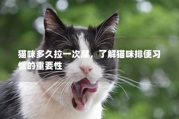 貓咪多久拉一次屎，了解貓咪排便習慣的重要性