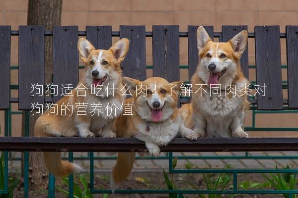 狗狗適合吃什么肉?了解不同肉類對狗狗的營養價值 狗狗適合吃什么肉?了解不同肉類對狗狗的營養價值