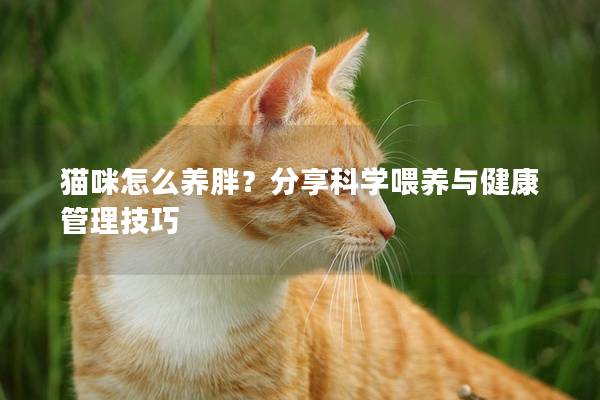 貓咪怎么養(yǎng)胖？分享科學(xué)喂養(yǎng)與健康管理技巧