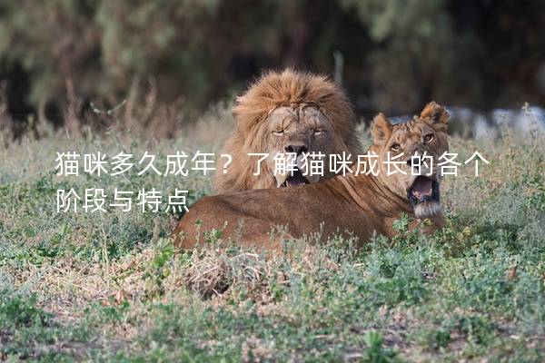 貓咪多久成年？了解貓咪成長的各個(gè)階段與特點(diǎn)
