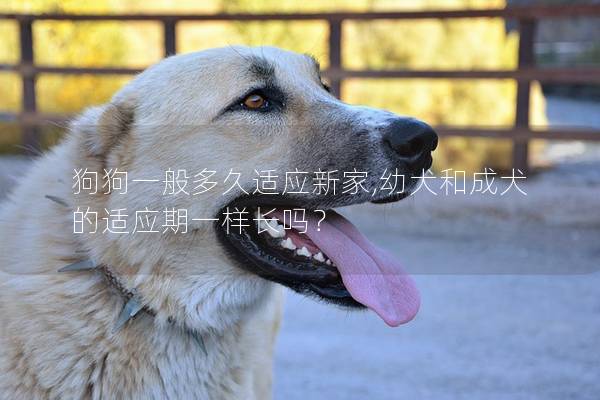 狗狗一般多久適應(yīng)新家,幼犬和成犬的適應(yīng)期一樣長(zhǎng)嗎？