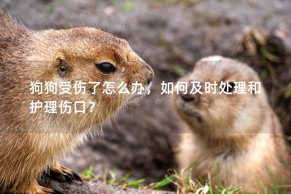 狗狗受傷了怎么辦，如何及時處理和護(hù)理傷口？