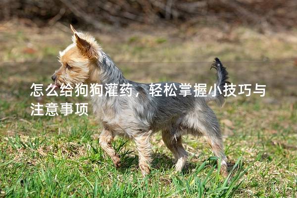 怎么給狗狗灌藥，輕松掌握小技巧與注意事項
