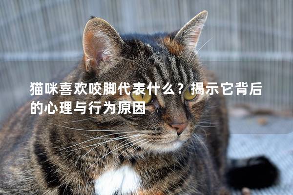 貓咪喜歡咬腳代表什么？揭示它背后的心理與行為原因