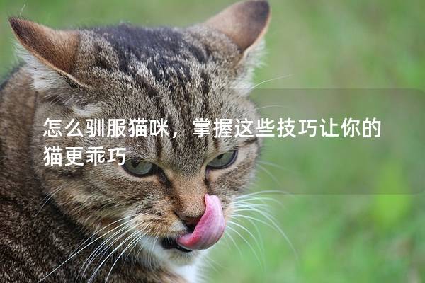 怎么馴服貓咪，掌握這些技巧讓你的貓更乖巧