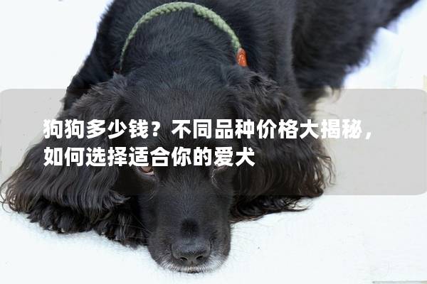 狗狗多少錢?不同品種價格大揭秘,如何選擇適合你的愛犬 狗狗多少錢?不同品種價格大揭秘,如何選擇適合你的愛犬