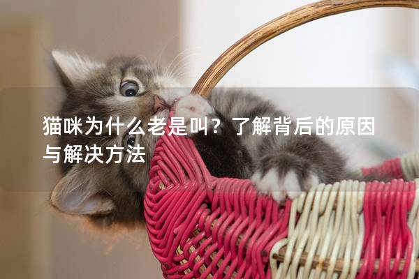 貓咪為什么老是叫？了解背后的原因與解決方法