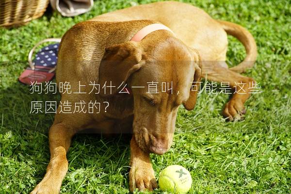 狗狗晚上為什么一直叫，可能是這些原因造成的？