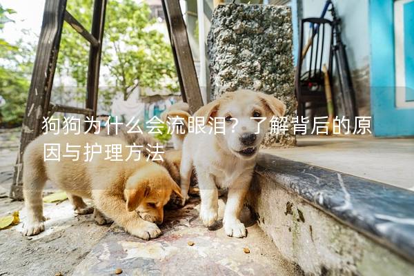 狗狗為什么會流眼淚？了解背后的原因與護理方法